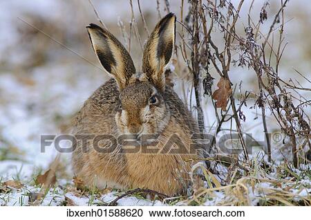 Hare (Lepus europaeus) View Large Photo Image Stock Image - Hare (Lepus europaeus). Fotosearch