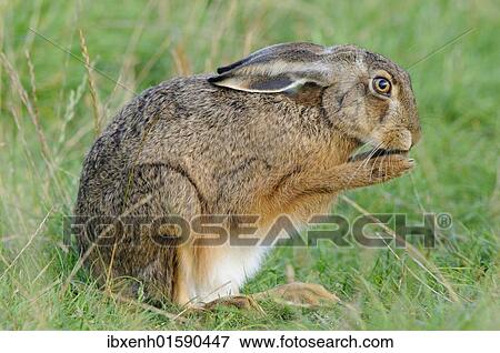 Stock Photo - Hare (Lepus europaeus). Fotosearch