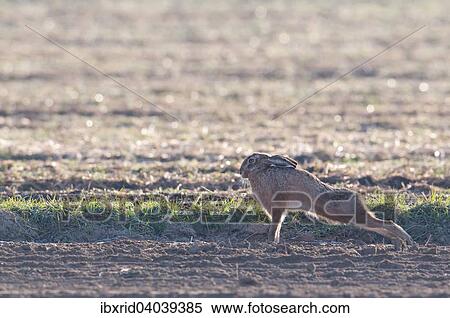 "Hare (Lepus europaeus) stretching in a field, North Rhine-Westphalia, Germany, Europe" View Large Photo Image Stock Photography - "Hare (Lepus europaeus) stretching in a field, North Rhine-Westphalia, Germany, Europe". Fotosearch