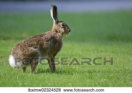 "Hare (Lepus europaeus), Stuttgart, Baden-Wuerttemberg, Germany, Europe" View Large Photo Image Stock Photo - "Hare (Lepus europaeus), Stuttgart, Baden-Wuerttemberg, Germany, Europe". Fotosearch