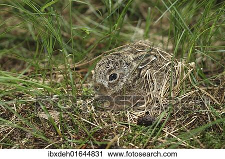 Stock Image - "Hare (Lepus europaeus), young, one week old, Allgaeu, Bavaria, Germany, Europe". Fotosearch