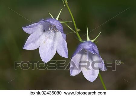 "Harebell (Campanula rotundifolia), blossoms, Untergroeningen, Baden-Wuerttemberg, Germany, Europe" View Large Photo Image Stock Image - "Harebell (Campanula rotundifolia), blossoms, Untergroeningen, Baden-Wuerttemberg, Germany, Europe". Fotosearch