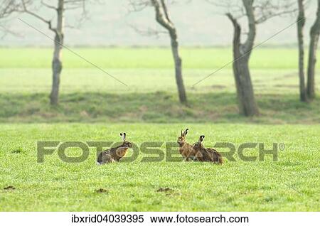 "Hares (Lepus europaeus) looking at each other in the mating season in a meadow, North Rhine-Westphalia, Germany, Europe" View Large Photo Image Stock Photography - "Hares (Lepus europaeus) looking at each other in the mating season in a meadow, North Rhine-Westphalia, Germany, Europe". Fotosearch
