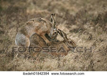 "Hares (Lepus europaeus) mating, Allgaeu, Bavaria, Germany, Europe" View Large Photo Image Picture - "Hares (Lepus europaeus) mating, Allgaeu, Bavaria, Germany, Europe". Fotosearch