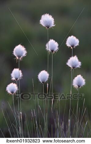 "Hare's-tail Cottongrass, Tussock Cottongrass, Sheathed Cottonsedge (Eriophorum vaginatum), Emsland, Germany, Europe" View Large Photo Image Stock Image - "Hare's-tail Cottongrass, Tussock Cottongrass, Sheathed Cottonsedge (Eriophorum vaginatum), Emsland, Germany, Europe". Fotosearch
