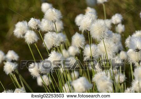 "Hare's-tail Cottongrass, Tussock Cottongrass or Sheathed Cottonsedge (Eriophorum vaginatum L. ), near Rosenheim, Bavaria, Germany, Europe" View Large Photo Image Stock Image - "Hare's-tail Cottongrass, Tussock Cottongrass or Sheathed Cottonsedge (Eriophorum vaginatum L. ), near Rosenheim, Bavaria, Germany, Europe". Fotosearch