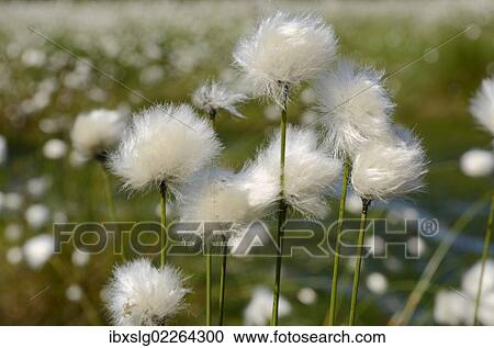 "Hare's-tail Cottongrass, Tussock Cottongrass or Sheathed Cottonsedge (Eriophorum vaginatum), Grundbeckenmoor near Rosenheim, alpine upland, Bavaria, Germany, Europe" View Large Photo Image Stock Image - "Hare's-tail Cottongrass, Tussock Cottongrass or Sheathed Cottonsedge (Eriophorum vaginatum), Grundbeckenmoor near Rosenheim, alpine upland, Bavaria, Germany, Europe". Fotosearch