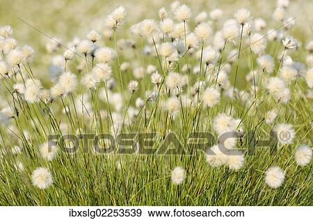 "Hare's-tail Cottongrass, Tussock Cottongrass or Sheathed Cottonsedge (Eriophorum vaginatum L. ) in flower, near Rosenheim, Bavaria, Germany, Europe" View Large Photo Image Stock Photo - "Hare's-tail Cottongrass, Tussock Cottongrass or Sheathed Cottonsedge (Eriophorum vaginatum L. ) in flower, near Rosenheim, Bavaria, Germany, Europe". Fotosearch