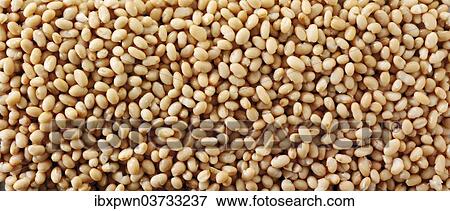 Haricot beans View Large Photo Image Stock Photo - Haricot beans. Fotosearch