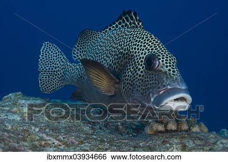 "Harlequin Sweetlips (Plectorhinchus chaetodonoides), Palau, Oceania" View Large Photo Image Stock Photograph - "Harlequin Sweetlips (Plectorhinchus chaetodonoides), Palau, Oceania". Fotosearch