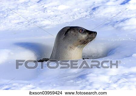 "Harp Seal or Saddleback Seal (Pagophilus groenlandicus, Phoca groenlandica), adult female, looking out of breathing hole or aglu, Magdalen Islands, Gulf of Saint Lawrence, Quebec, Canada, North America" View Large Photo Image Picture - "Harp Seal or Saddleback Seal (Pagophilus groenlandicus, Phoca groenlandica), adult female, looking out of breathing hole or aglu, Magdalen Islands, Gulf of Saint Lawrence, Quebec, Canada, North America". Fotosearch
