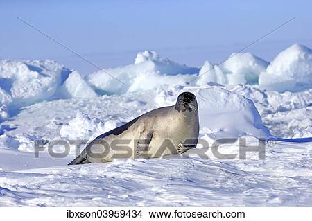 "Harp Seal or Saddleback Seal (Pagophilus groenlandicus, Phoca groenlandica), adult female on pack ice, Magdalen Islands, Gulf of Saint Lawrence, Quebec, Canada, North America" View Large Photo Image Picture - "Harp Seal or Saddleback Seal (Pagophilus groenlandicus, Phoca groenlandica), adult female on pack ice, Magdalen Islands, Gulf of Saint Lawrence, Quebec, Canada, North America". Fotosearch