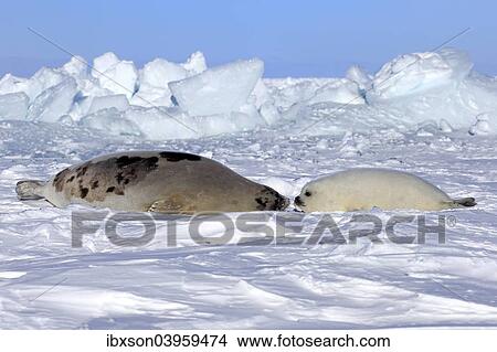 "Harp Seal or Saddleback Seal (Pagophilus groenlandicus, Phoca groenlandica), adult female with pup on pack ice, Magdalen Islands, Gulf of Saint Lawrence, Quebec, Canada, North America" View Large Photo Image Picture - "Harp Seal or Saddleback Seal (Pagophilus groenlandicus, Phoca groenlandica), adult female with pup on pack ice, Magdalen Islands, Gulf of Saint Lawrence, Quebec, Canada, North America". Fotosearch