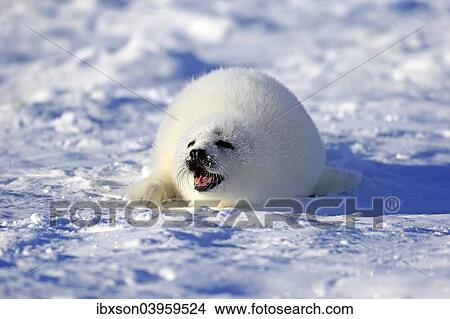 "Harp Seal or Saddleback Seal (Pagophilus groenlandicus, Phoca groenlandica), pup on pack ice, Magdalen Islands, Gulf of Saint Lawrence, Quebec, Canada, North America" View Large Photo Image Picture - "Harp Seal or Saddleback Seal (Pagophilus groenlandicus, Phoca groenlandica), pup on pack ice, Magdalen Islands, Gulf of Saint Lawrence, Quebec, Canada, North America". Fotosearch