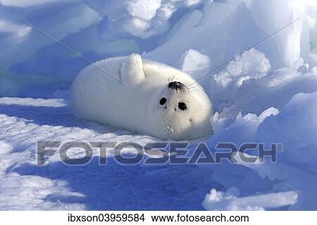 "Harp Seal or Saddleback Seal (Pagophilus groenlandicus, Phoca groenlandica) pup on pack ice, Magdalen Islands, Gulf of Saint Lawrence, Quebec, Canada, North America" View Large Photo Image Picture - "Harp Seal or Saddleback Seal (Pagophilus groenlandicus, Phoca groenlandica) pup on pack ice, Magdalen Islands, Gulf of Saint Lawrence, Quebec, Canada, North America". Fotosearch