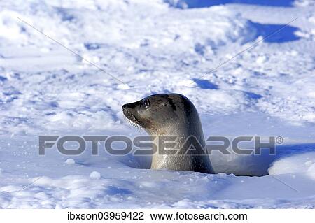 "Harp Seal or Saddleback Seal (Pagophilus groenlandicus, Phoca groenlandica), adult female, looking out of breathing hole or aglu, Magdalen Islands, Gulf of Saint Lawrence, Quebec, Canada, North America" View Large Photo Image Stock Image - "Harp Seal or Saddleback Seal (Pagophilus groenlandicus, Phoca groenlandica), adult female, looking out of breathing hole or aglu, Magdalen Islands, Gulf of Saint Lawrence, Quebec, Canada, North America". Fotosearch