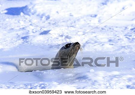 Stock Image - "Harp Seal or Saddleback Seal (Pagophilus groenlandicus, Phoca groenlandica), adult female, looking out of breathing hole or aglu, Magdalen Islands, Gulf of Saint Lawrence, Quebec, Canada, North America". Fotosearch