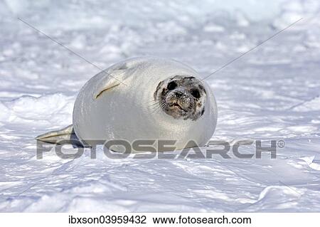 "Harp Seal or Saddleback Seal (Pagophilus groenlandicus, Phoca groenlandica), adult female on pack ice, Magdalen Islands, Gulf of Saint Lawrence, Quebec, Canada, North America" View Large Photo Image Stock Image - "Harp Seal or Saddleback Seal (Pagophilus groenlandicus, Phoca groenlandica), adult female on pack ice, Magdalen Islands, Gulf of Saint Lawrence, Quebec, Canada, North America". Fotosearch