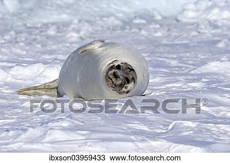 "Harp Seal or Saddleback Seal (Pagophilus groenlandicus, Phoca groenlandica), adult female on pack ice, Magdalen Islands, Gulf of Saint Lawrence, Quebec, Canada, North America" View Large Photo Image Stock Image - "Harp Seal or Saddleback Seal (Pagophilus groenlandicus, Phoca groenlandica), adult female on pack ice, Magdalen Islands, Gulf of Saint Lawrence, Quebec, Canada, North America". Fotosearch