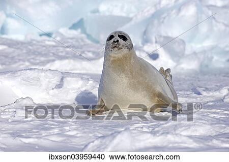 "Harp Seal or Saddleback Seal (Pagophilus groenlandicus, Phoca groenlandica), adult female on pack ice, Magdalen Islands, Gulf of Saint Lawrence, Quebec, Canada, North America" View Large Photo Image Stock Image - "Harp Seal or Saddleback Seal (Pagophilus groenlandicus, Phoca groenlandica), adult female on pack ice, Magdalen Islands, Gulf of Saint Lawrence, Quebec, Canada, North America". Fotosearch