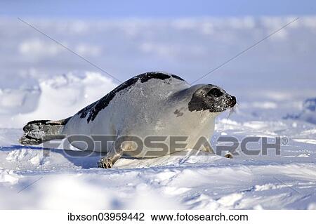 "Harp Seal or Saddleback Seal (Pagophilus groenlandicus, Phoca groenlandica), adult female on pack ice, Magdalen Islands, Gulf of Saint Lawrence, Quebec, Canada, North America" View Large Photo Image Stock Image - "Harp Seal or Saddleback Seal (Pagophilus groenlandicus, Phoca groenlandica), adult female on pack ice, Magdalen Islands, Gulf of Saint Lawrence, Quebec, Canada, North America". Fotosearch