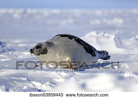 "Harp Seal or Saddleback Seal (Pagophilus groenlandicus, Phoca groenlandica), adult female on pack ice, Magdalen Islands, Gulf of Saint Lawrence, Quebec, Canada, North America" View Large Photo Image Stock Image - "Harp Seal or Saddleback Seal (Pagophilus groenlandicus, Phoca groenlandica), adult female on pack ice, Magdalen Islands, Gulf of Saint Lawrence, Quebec, Canada, North America". Fotosearch