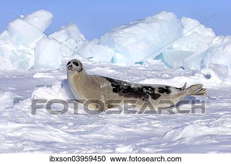"Harp Seal or Saddleback Seal (Pagophilus groenlandicus, Phoca groenlandica), adult female on pack ice, Magdalen Islands, Gulf of Saint Lawrence, Quebec, Canada, North America" View Large Photo Image Stock Image - "Harp Seal or Saddleback Seal (Pagophilus groenlandicus, Phoca groenlandica), adult female on pack ice, Magdalen Islands, Gulf of Saint Lawrence, Quebec, Canada, North America". Fotosearch