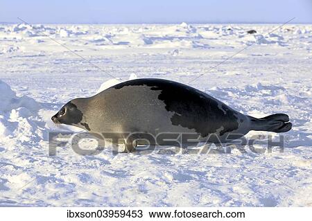 "Harp Seal or Saddleback Seal (Pagophilus groenlandicus, Phoca groenlandica), adult female on pack ice, Magdalen Islands, Gulf of Saint Lawrence, Quebec, Canada, North America" View Large Photo Image Stock Image - "Harp Seal or Saddleback Seal (Pagophilus groenlandicus, Phoca groenlandica), adult female on pack ice, Magdalen Islands, Gulf of Saint Lawrence, Quebec, Canada, North America". Fotosearch