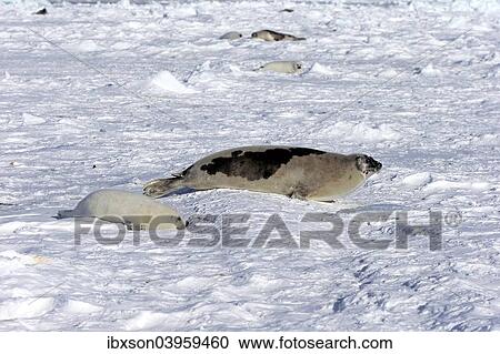 "Harp Seal or Saddleback Seal (Pagophilus groenlandicus, Phoca groenlandica), adult female with pup on pack ice, Magdalen Islands, Gulf of Saint Lawrence, Quebec, Canada, North America" View Large Photo Image Stock Image - "Harp Seal or Saddleback Seal (Pagophilus groenlandicus, Phoca groenlandica), adult female with pup on pack ice, Magdalen Islands, Gulf of Saint Lawrence, Quebec, Canada, North America". Fotosearch