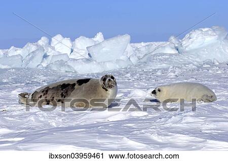 "Harp Seal or Saddleback Seal (Pagophilus groenlandicus, Phoca groenlandica), adult female with pup on pack ice, Magdalen Islands, Gulf of Saint Lawrence, Quebec, Canada, North America" View Large Photo Image Stock Image - "Harp Seal or Saddleback Seal (Pagophilus groenlandicus, Phoca groenlandica), adult female with pup on pack ice, Magdalen Islands, Gulf of Saint Lawrence, Quebec, Canada, North America". Fotosearch