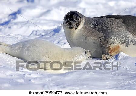 "Harp Seal or Saddleback Seal (Pagophilus groenlandicus, Phoca groenlandica), adult female with pup on pack ice, Magdalen Islands, Gulf of Saint Lawrence, Quebec, Canada, North America" View Large Photo Image Stock Image - "Harp Seal or Saddleback Seal (Pagophilus groenlandicus, Phoca groenlandica), adult female with pup on pack ice, Magdalen Islands, Gulf of Saint Lawrence, Quebec, Canada, North America". Fotosearch