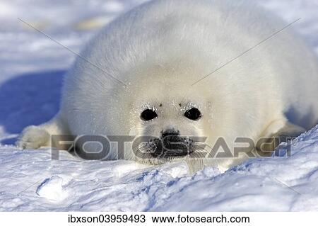 "Harp Seal or Saddleback Seal (Pagophilus groenlandicus, Phoca groenlandica) pup on pack ice, Magdalen Islands, Gulf of Saint Lawrence, Quebec, Canada, North America" View Large Photo Image Stock Image - "Harp Seal or Saddleback Seal (Pagophilus groenlandicus, Phoca groenlandica) pup on pack ice, Magdalen Islands, Gulf of Saint Lawrence, Quebec, Canada, North America". Fotosearch