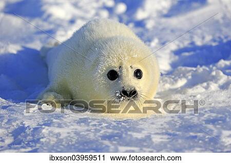 "Harp Seal or Saddleback Seal (Pagophilus groenlandicus, Phoca groenlandica), pup on pack ice, Magdalen Islands, Gulf of Saint Lawrence, Quebec, Canada, North America" View Large Photo Image Stock Image - "Harp Seal or Saddleback Seal (Pagophilus groenlandicus, Phoca groenlandica), pup on pack ice, Magdalen Islands, Gulf of Saint Lawrence, Quebec, Canada, North America". Fotosearch
