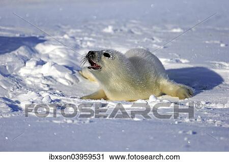 "Harp Seal or Saddleback Seal (Pagophilus groenlandicus, Phoca groenlandica), pup on pack ice, Magdalen Islands, Gulf of Saint Lawrence, Quebec, Canada, North America" View Large Photo Image Stock Image - "Harp Seal or Saddleback Seal (Pagophilus groenlandicus, Phoca groenlandica), pup on pack ice, Magdalen Islands, Gulf of Saint Lawrence, Quebec, Canada, North America". Fotosearch