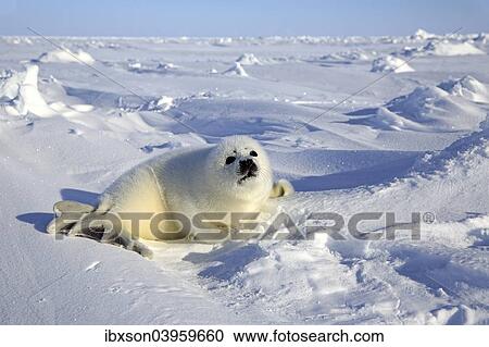 "Harp Seal or Saddleback Seal (Pagophilus groenlandicus, Phoca groenlandica), pup on pack ice, Magdalen Islands, Gulf of Saint Lawrence, Quebec, Canada, North America" View Large Photo Image Stock Image - "Harp Seal or Saddleback Seal (Pagophilus groenlandicus, Phoca groenlandica), pup on pack ice, Magdalen Islands, Gulf of Saint Lawrence, Quebec, Canada, North America". Fotosearch