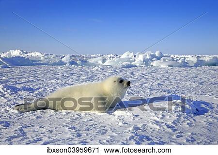 Stock Image - "Harp Seal or Saddleback Seal (Pagophilus groenlandicus, Phoca groenlandica) pup on pack ice, Magdalen Islands, Gulf of Saint Lawrence, Quebec, Canada, North America". Fotosearch