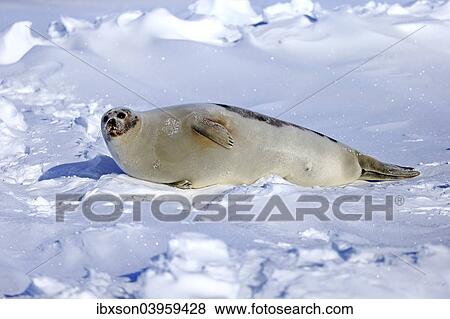 "Harp Seal or Saddleback Seal (Pagophilus groenlandicus, Phoca groenlandica), adult female on pack ice, Magdalen Islands, Gulf of Saint Lawrence, Quebec, Canada, North America" View Large Photo Image Stock Photo - "Harp Seal or Saddleback Seal (Pagophilus groenlandicus, Phoca groenlandica), adult female on pack ice, Magdalen Islands, Gulf of Saint Lawrence, Quebec, Canada, North America". Fotosearch