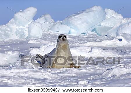 "Harp Seal or Saddleback Seal (Pagophilus groenlandicus, Phoca groenlandica), adult female on pack ice, Magdalen Islands, Gulf of Saint Lawrence, Quebec, Canada, North America" View Large Photo Image Stock Photo - "Harp Seal or Saddleback Seal (Pagophilus groenlandicus, Phoca groenlandica), adult female on pack ice, Magdalen Islands, Gulf of Saint Lawrence, Quebec, Canada, North America". Fotosearch