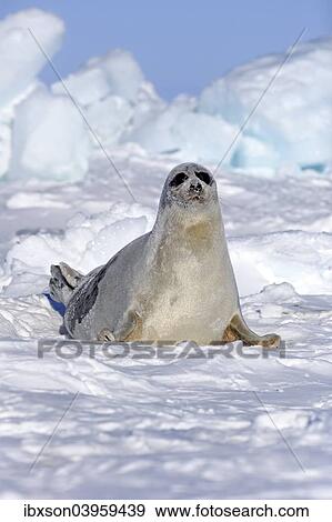 "Harp Seal or Saddleback Seal (Pagophilus groenlandicus, Phoca groenlandica), adult female on pack ice, Magdalen Islands, Gulf of Saint Lawrence, Quebec, Canada, North America" View Large Photo Image Stock Photo - "Harp Seal or Saddleback Seal (Pagophilus groenlandicus, Phoca groenlandica), adult female on pack ice, Magdalen Islands, Gulf of Saint Lawrence, Quebec, Canada, North America". Fotosearch