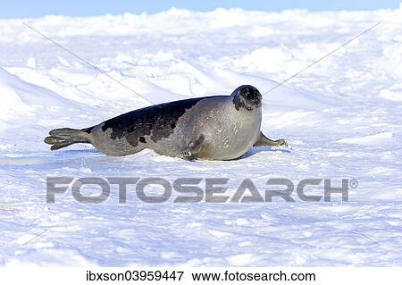 Stock Photo - "Harp Seal or Saddleback Seal (Pagophilus groenlandicus, Phoca groenlandica), adult female on pack ice, Magdalen Islands, Gulf of Saint Lawrence, Quebec, Canada, North America". Fotosearch
