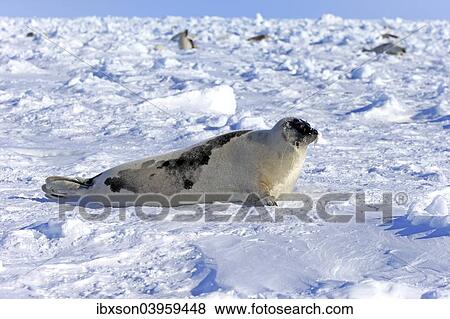 "Harp Seal or Saddleback Seal (Pagophilus groenlandicus, Phoca groenlandica), adult female on pack ice, Magdalen Islands, Gulf of Saint Lawrence, Quebec, Canada, North America" View Large Photo Image Stock Photo - "Harp Seal or Saddleback Seal (Pagophilus groenlandicus, Phoca groenlandica), adult female on pack ice, Magdalen Islands, Gulf of Saint Lawrence, Quebec, Canada, North America". Fotosearch