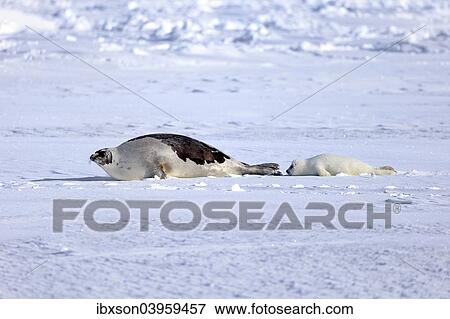 "Harp Seal or Saddleback Seal (Pagophilus groenlandicus, Phoca groenlandica), adult female with pup on pack ice, Magdalen Islands, Gulf of Saint Lawrence, Quebec, Canada, North America" View Large Photo Image Stock Photo - "Harp Seal or Saddleback Seal (Pagophilus groenlandicus, Phoca groenlandica), adult female with pup on pack ice, Magdalen Islands, Gulf of Saint Lawrence, Quebec, Canada, North America". Fotosearch
