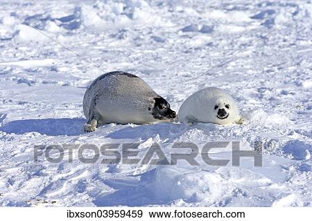 "Harp Seal or Saddleback Seal (Pagophilus groenlandicus, Phoca groenlandica), adult female with pup on pack ice, Magdalen Islands, Gulf of Saint Lawrence, Quebec, Canada, North America" View Large Photo Image Stock Photo - "Harp Seal or Saddleback Seal (Pagophilus groenlandicus, Phoca groenlandica), adult female with pup on pack ice, Magdalen Islands, Gulf of Saint Lawrence, Quebec, Canada, North America". Fotosearch