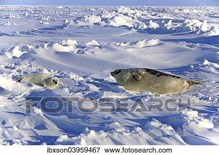 "Harp Seal or Saddleback Seal (Pagophilus groenlandicus, Phoca groenlandica), adult female with pup on pack ice, Magdalen Islands, Gulf of Saint Lawrence, Quebec, Canada, North America" View Large Photo Image Stock Photo - "Harp Seal or Saddleback Seal (Pagophilus groenlandicus, Phoca groenlandica), adult female with pup on pack ice, Magdalen Islands, Gulf of Saint Lawrence, Quebec, Canada, North America". Fotosearch