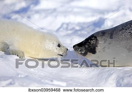 "Harp Seal or Saddleback Seal (Pagophilus groenlandicus, Phoca groenlandica), adult female with pup on pack ice, Magdalen Islands, Gulf of Saint Lawrence, Quebec, Canada, North America" View Large Photo Image Stock Photo - "Harp Seal or Saddleback Seal (Pagophilus groenlandicus, Phoca groenlandica), adult female with pup on pack ice, Magdalen Islands, Gulf of Saint Lawrence, Quebec, Canada, North America". Fotosearch