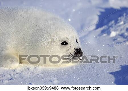 Stock Photo - "Harp Seal or Saddleback Seal (Pagophilus groenlandicus, Phoca groenlandica) pup on pack ice, Magdalen Islands, Gulf of Saint Lawrence, Quebec, Canada, North America". Fotosearch
