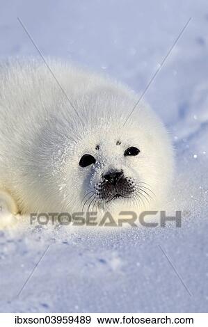 "Harp Seal or Saddleback Seal (Pagophilus groenlandicus, Phoca groenlandica) pup on pack ice, Magdalen Islands, Gulf of Saint Lawrence, Quebec, Canada, North America" View Large Photo Image Stock Photo - "Harp Seal or Saddleback Seal (Pagophilus groenlandicus, Phoca groenlandica) pup on pack ice, Magdalen Islands, Gulf of Saint Lawrence, Quebec, Canada, North America". Fotosearch