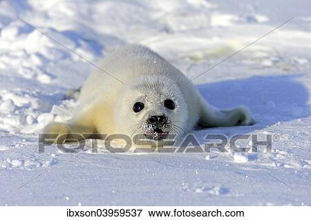 "Harp Seal or Saddleback Seal (Pagophilus groenlandicus, Phoca groenlandica), pup on pack ice, Magdalen Islands, Gulf of Saint Lawrence, Quebec, Canada, North America" View Large Photo Image Stock Photo - "Harp Seal or Saddleback Seal (Pagophilus groenlandicus, Phoca groenlandica), pup on pack ice, Magdalen Islands, Gulf of Saint Lawrence, Quebec, Canada, North America". Fotosearch