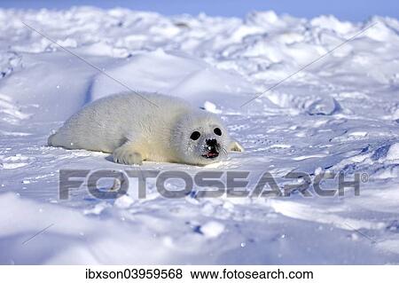 "Harp Seal or Saddleback Seal (Pagophilus groenlandicus, Phoca groenlandica), pup on pack ice, Magdalen Islands, Gulf of Saint Lawrence, Quebec, Canada, North America" View Large Photo Image Stock Photo - "Harp Seal or Saddleback Seal (Pagophilus groenlandicus, Phoca groenlandica), pup on pack ice, Magdalen Islands, Gulf of Saint Lawrence, Quebec, Canada, North America". Fotosearch