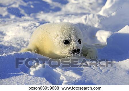 "Harp Seal or Saddleback Seal (Pagophilus groenlandicus, Phoca groenlandica) pup on pack ice, Magdalen Islands, Gulf of Saint Lawrence, Quebec, Canada, North America" View Large Photo Image Stock Photo - "Harp Seal or Saddleback Seal (Pagophilus groenlandicus, Phoca groenlandica) pup on pack ice, Magdalen Islands, Gulf of Saint Lawrence, Quebec, Canada, North America". Fotosearch